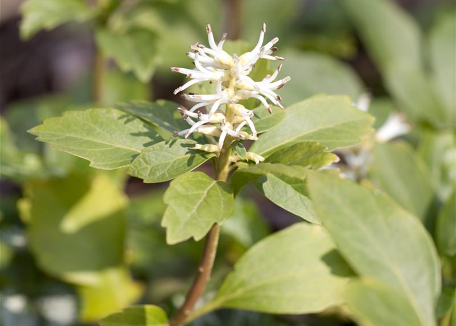 Schattengrün Pachysandra terminalis