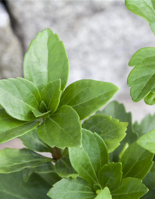 Schattengrün Pachysandra terminalis