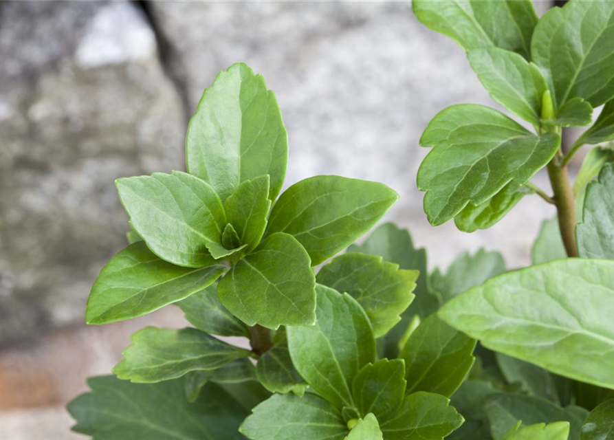 Schattengrün Pachysandra terminalis