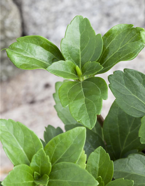 Schattengrün Pachysandra terminalis