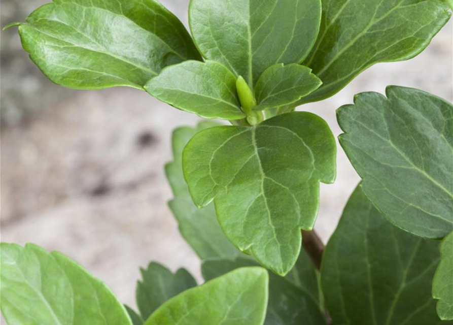 Schattengrün Pachysandra terminalis