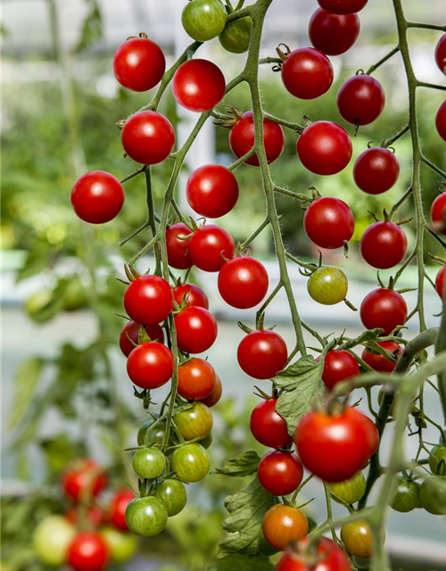 zuckersüsse Cherry-Tomate