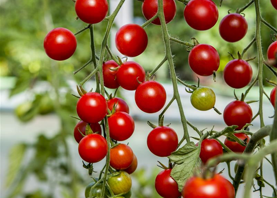 zuckersüsse Cherry-Tomate