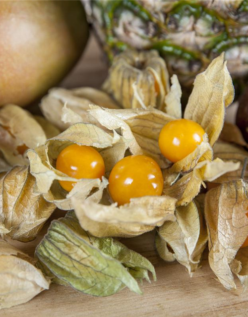 Physalis 