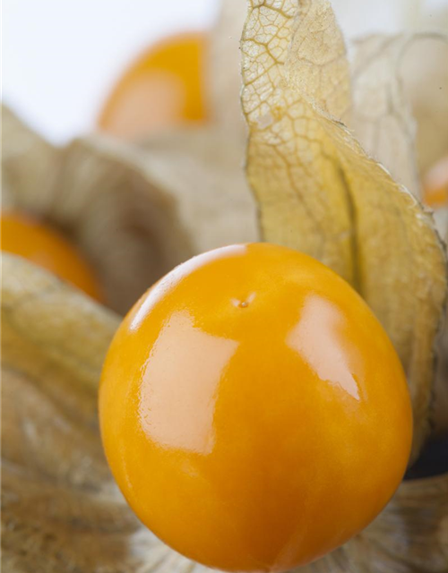 Physalis 