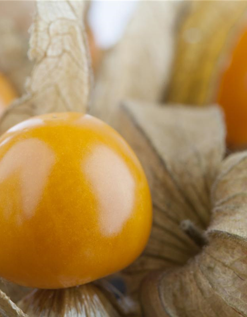 Physalis 