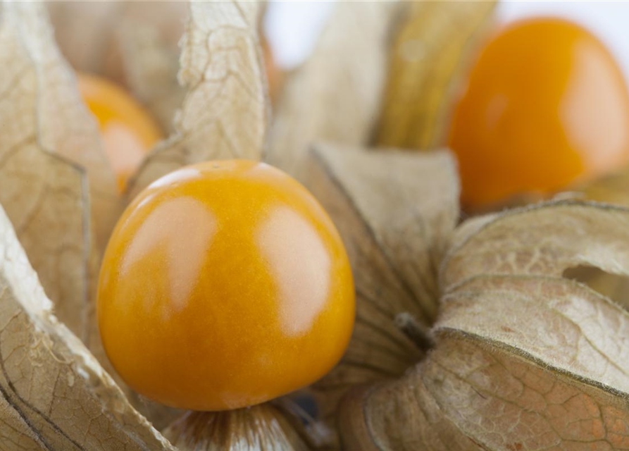 Physalis 