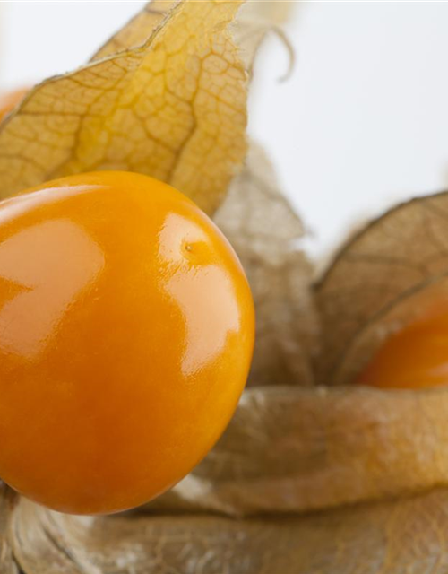 Physalis 