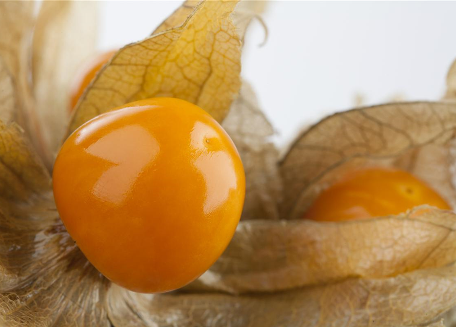 Physalis 