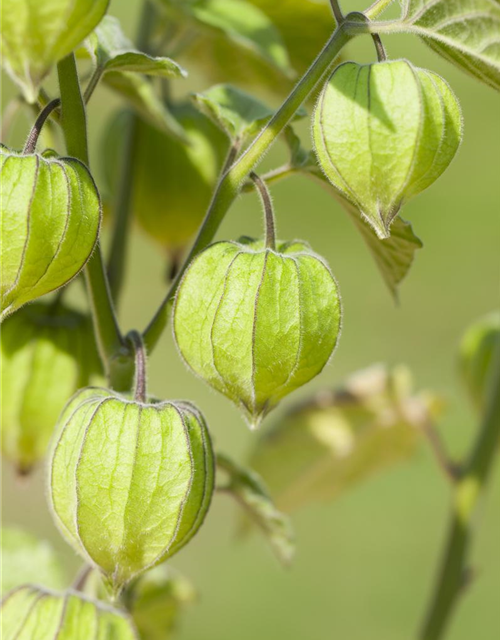 Physalis 