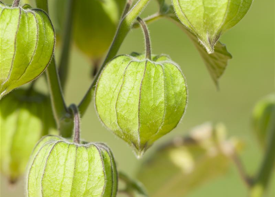 Physalis 