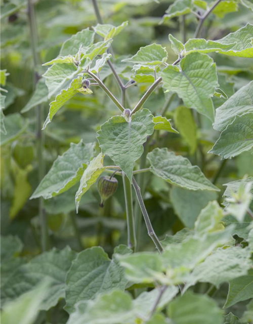 Physalis 