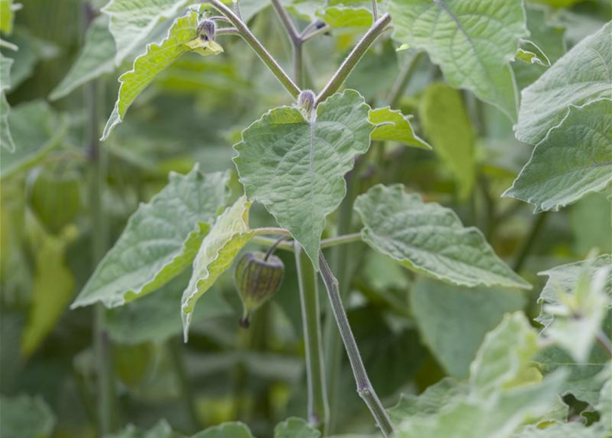 Physalis 