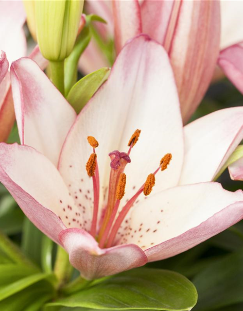 Lilium Oriental 