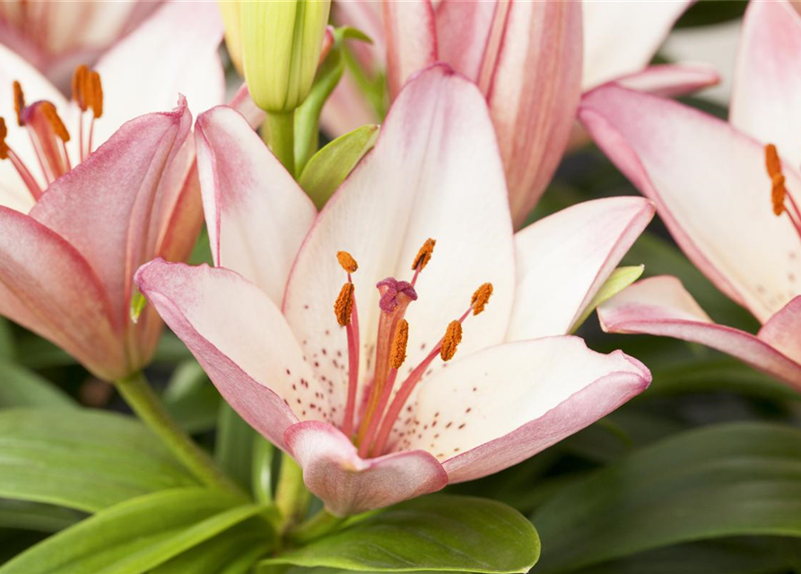 Lilium Oriental 