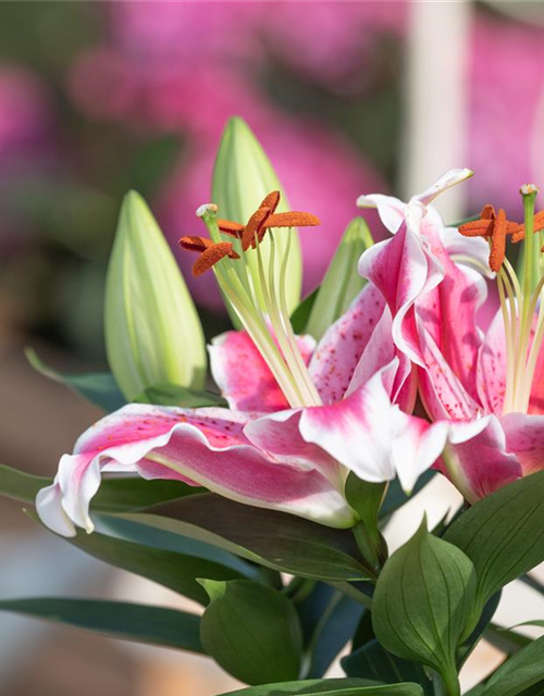 Lilium Oriental 