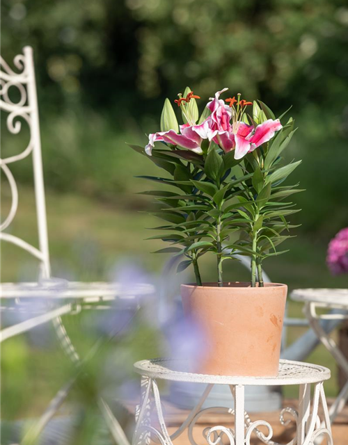 Lilium Oriental 