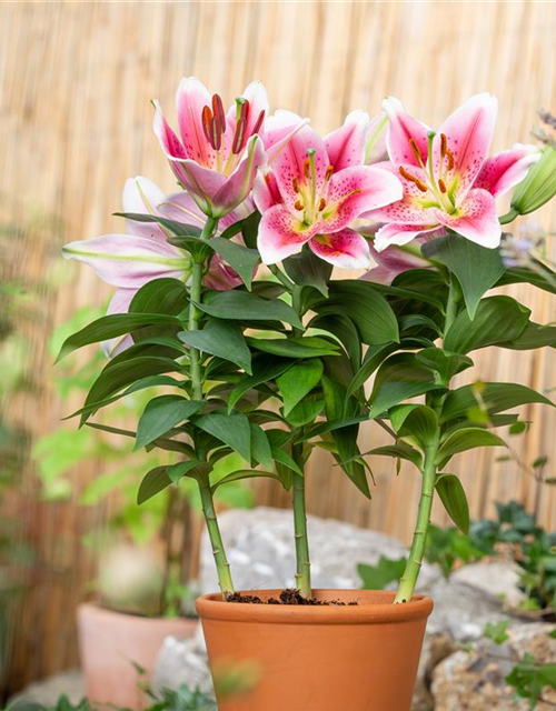 Lilium Oriental 