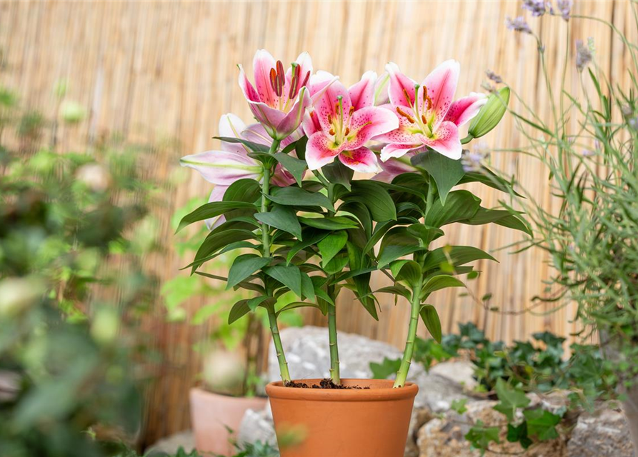 Lilium Oriental 