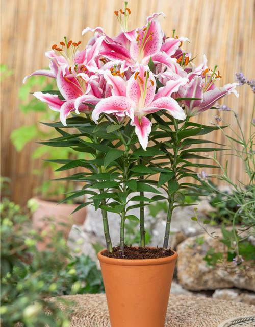 Lilium Oriental 