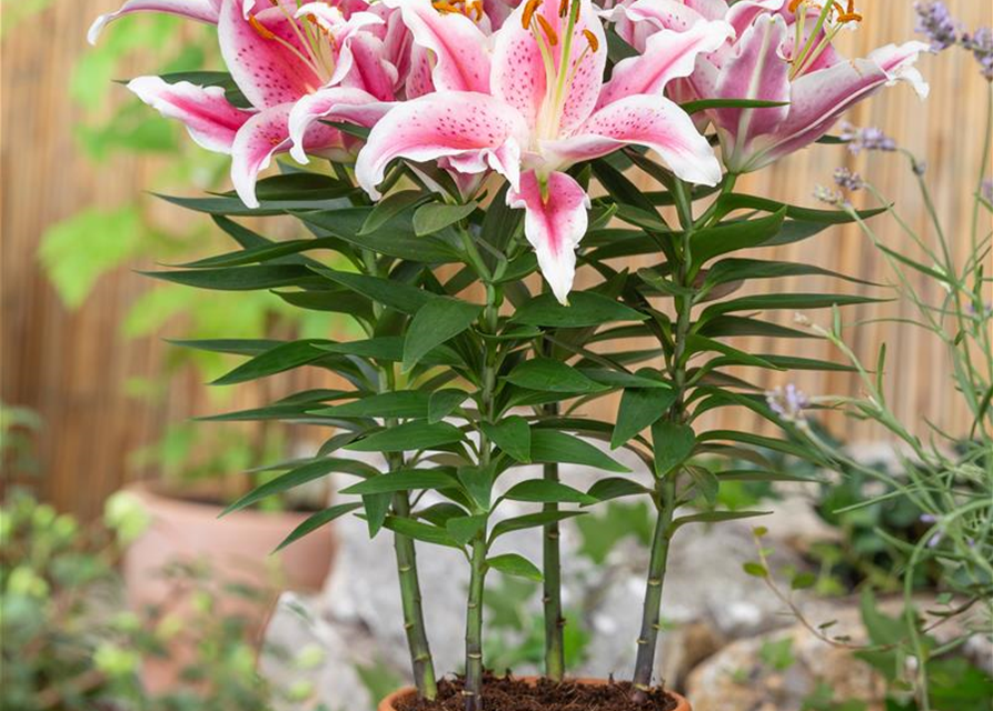 Lilium Oriental 