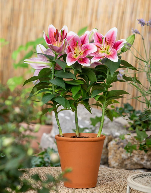 Lilium Oriental 