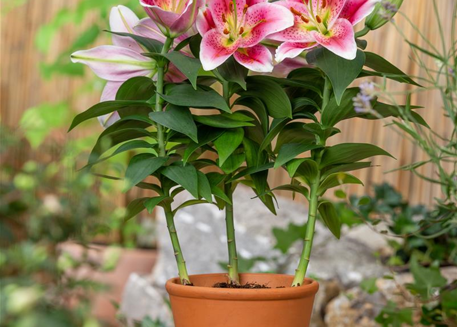 Lilium Oriental 