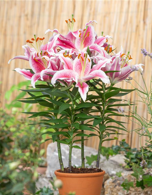 Lilium Oriental 