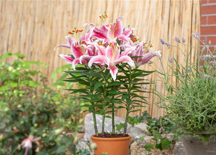 Lilium Oriental 