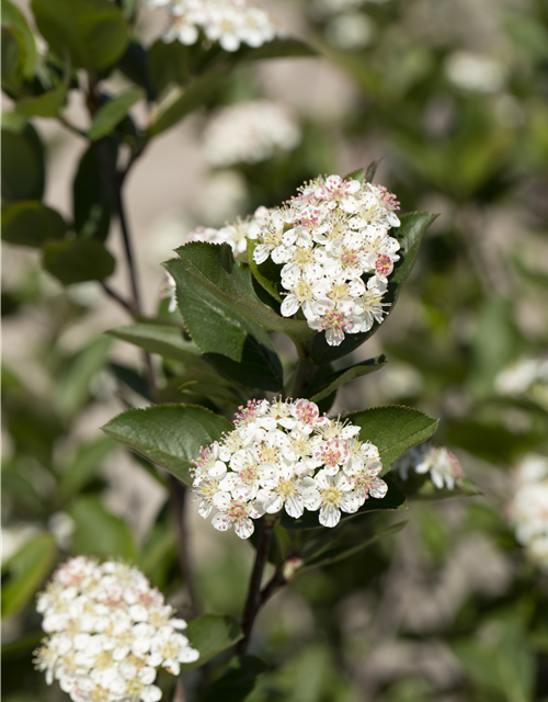 Aronia Vitaminbeere