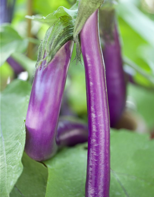 Super-Mini Auberine