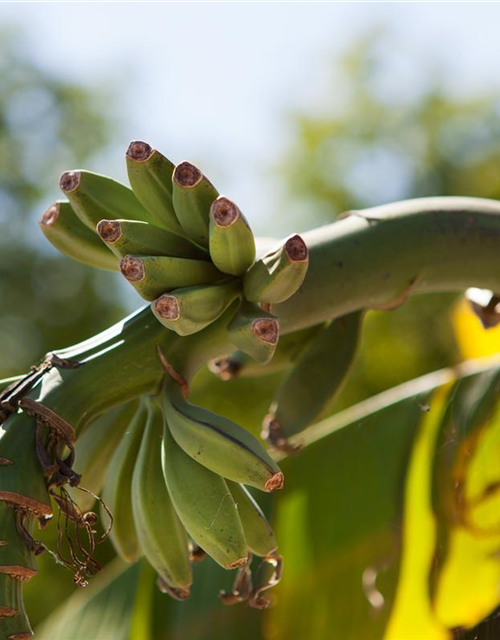 Japanische Faserbanane