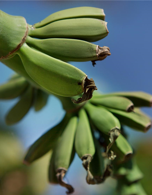 Japanische Faserbanane