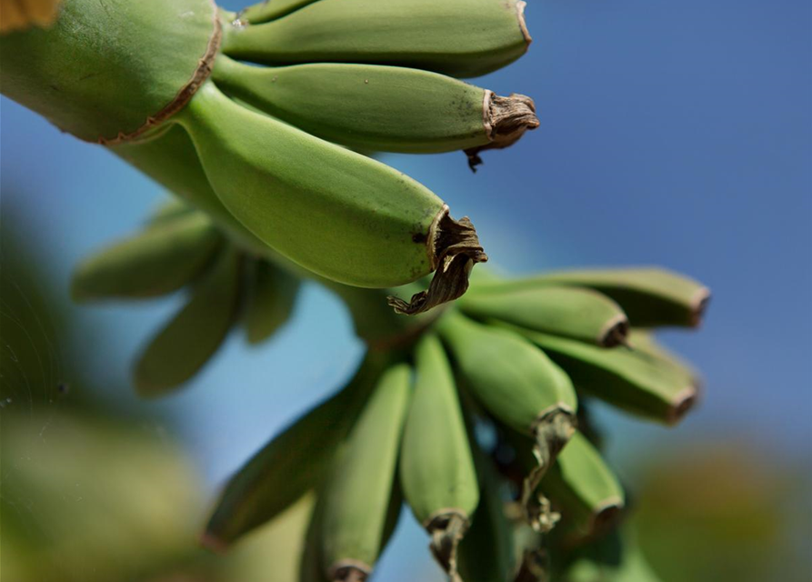 Japanische Faserbanane