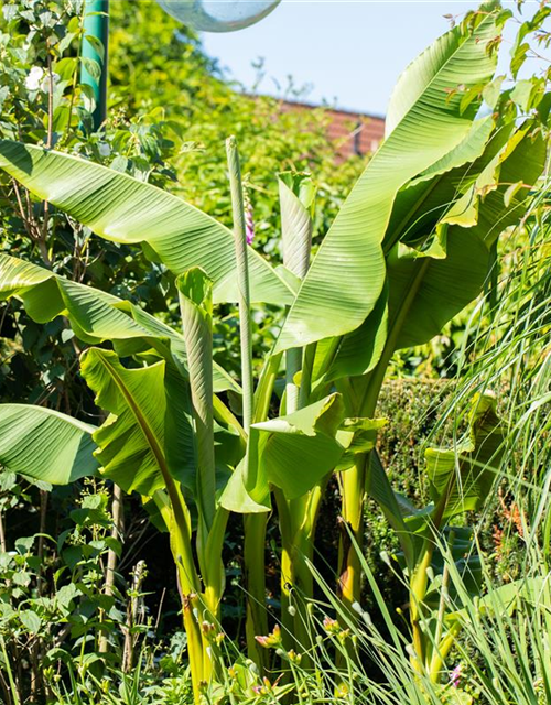 Japanische Faserbanane