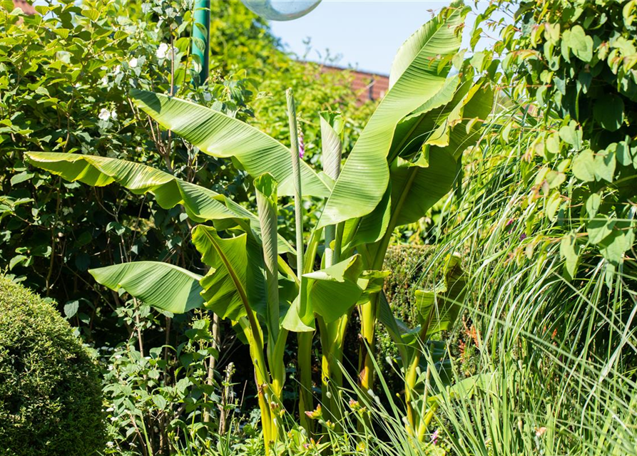 Japanische Faserbanane