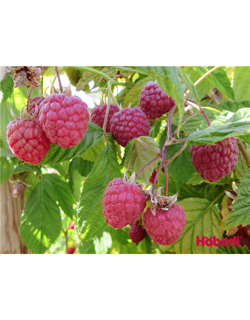 WILLAMETTE Rubus C 1,25 Liter Topf