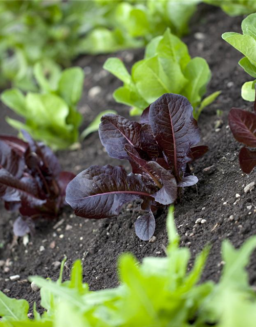 BLU knackiger Pflücksalat 