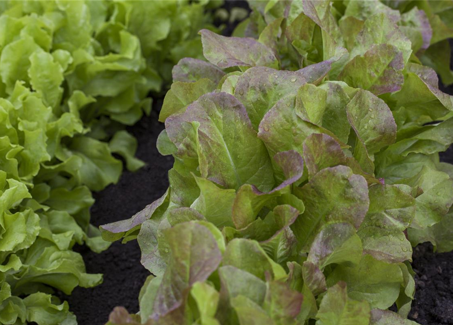 BLU knackiger Pflücksalat 