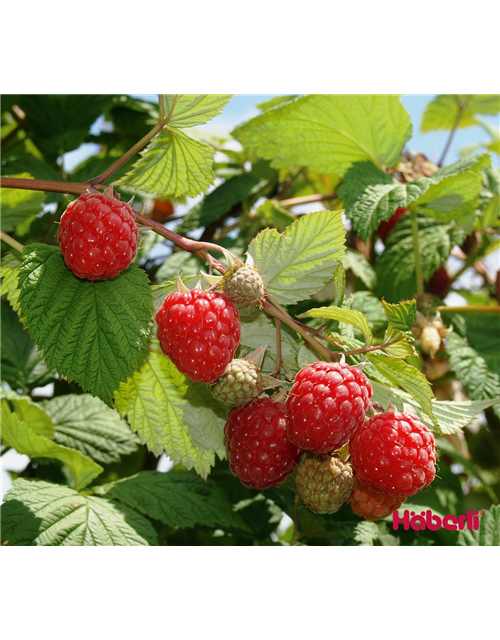 GLEN AMPLE Rubus C 1.25 Liter Topf