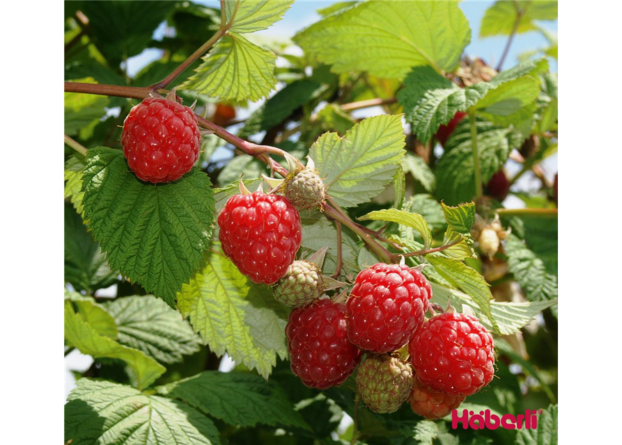 GLEN AMPLE Rubus C 1.25 Liter Topf