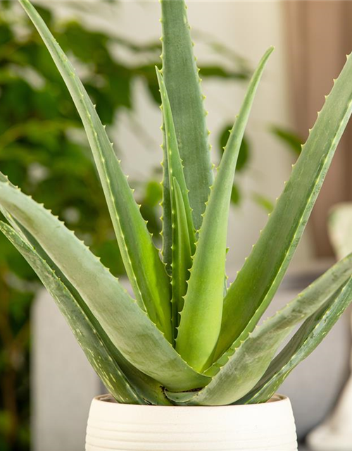 Sweet Aloe Vera