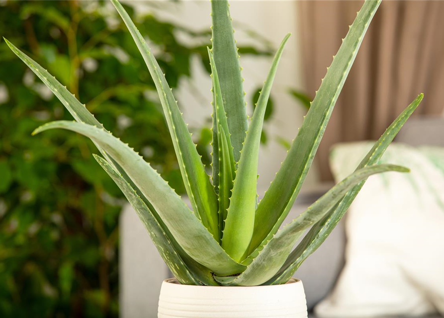 Sweet Aloe Vera