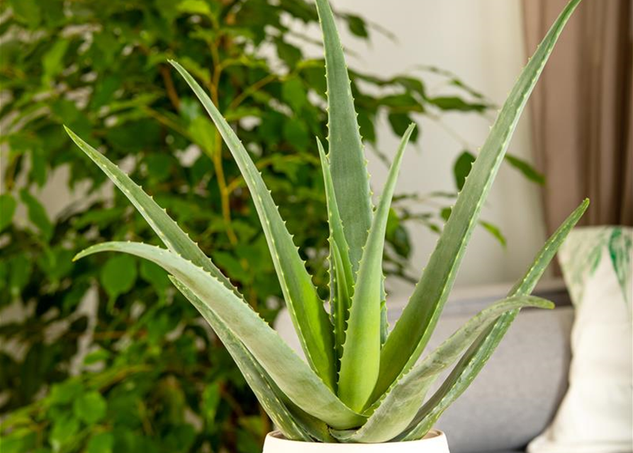 Sweet Aloe Vera