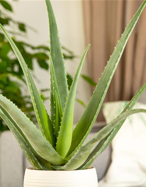 Sweet Aloe Vera