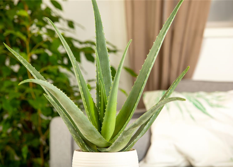 Sweet Aloe Vera