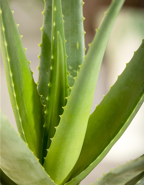 Sweet Aloe Vera