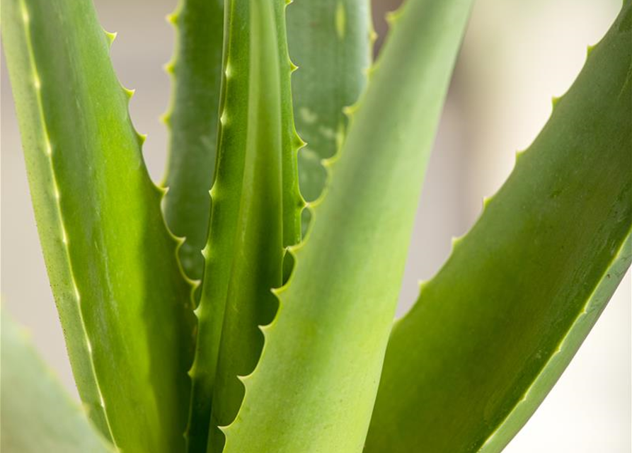 Sweet Aloe Vera