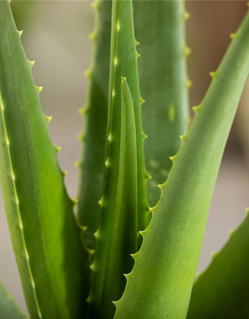 Sweet Aloe Vera