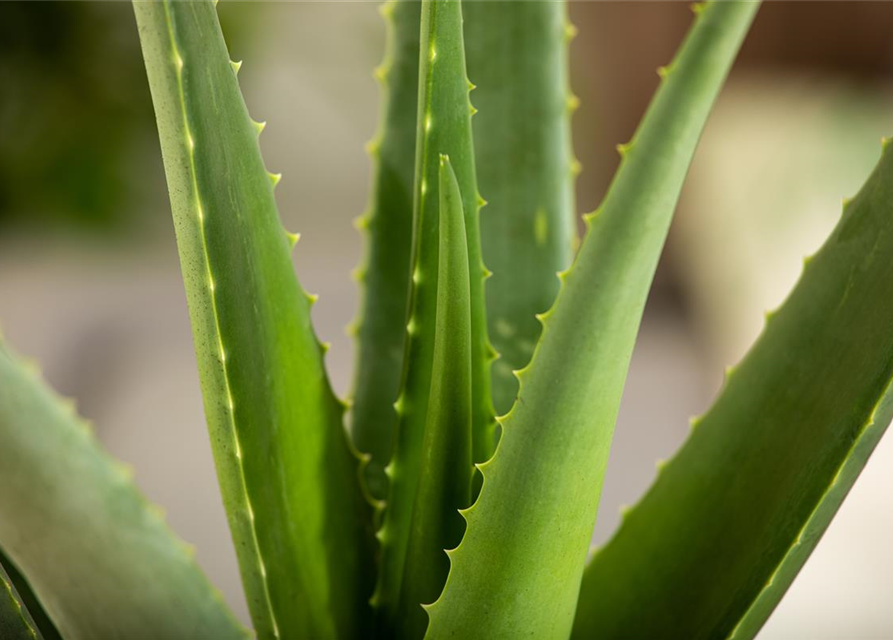 Sweet Aloe Vera